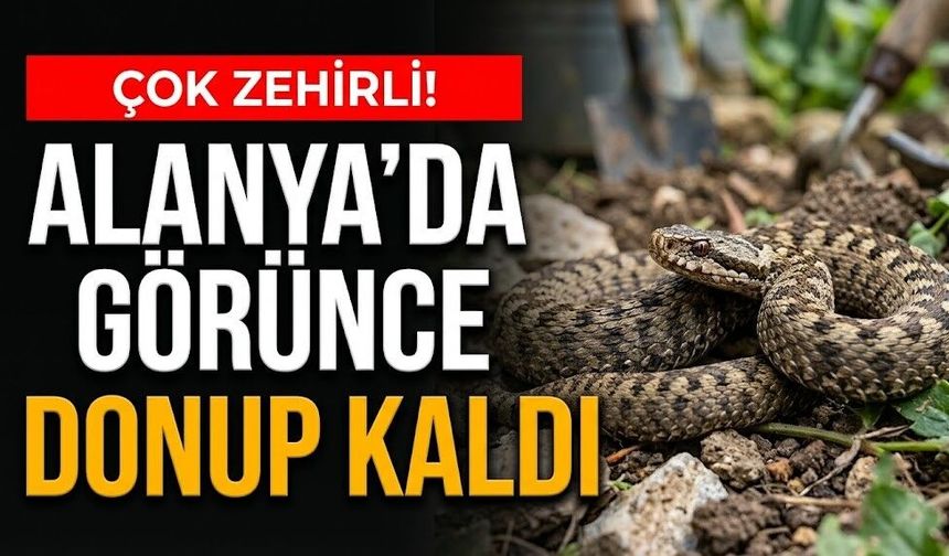 Çok zehirli! Alanya’da görünce donup kaldı