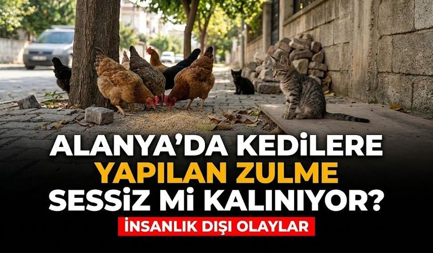 Alanya’da kedilere yapılan zulme sessiz mi kalınıyor?