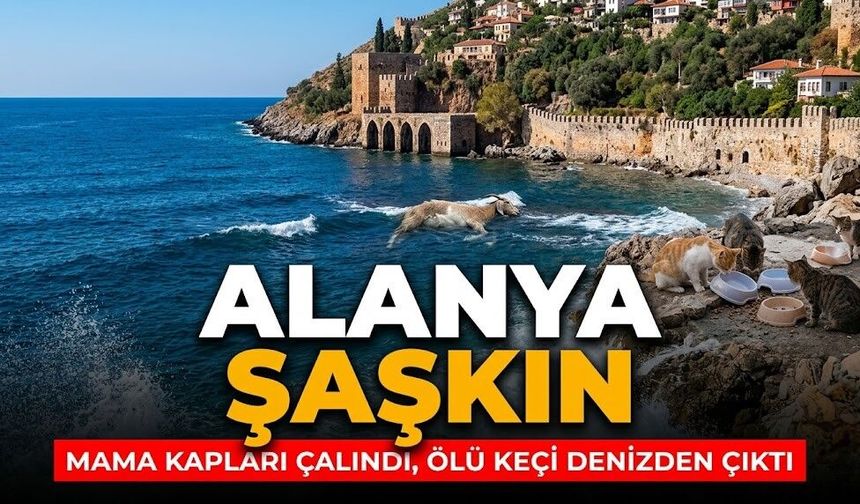 Alanya şaşkın: Mama kapları çalındı, ölü keçi denizden çıktı