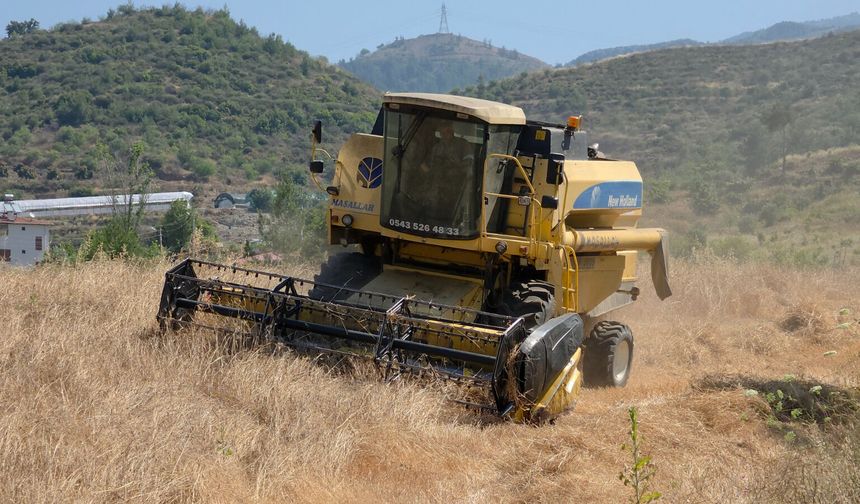 Gazipaşa Belediyesi’nden karakılçık buğdayı hasadı