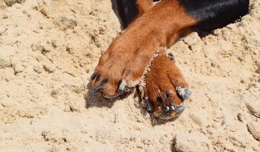 Mahallenin köpeği 'Hamur', c*nsel s*ldırıya uğradı