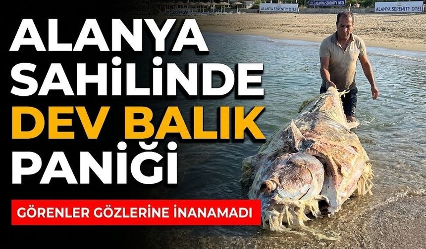 Alanya sahilinde dev balık paniği: Görenler gözlerine inanamadı