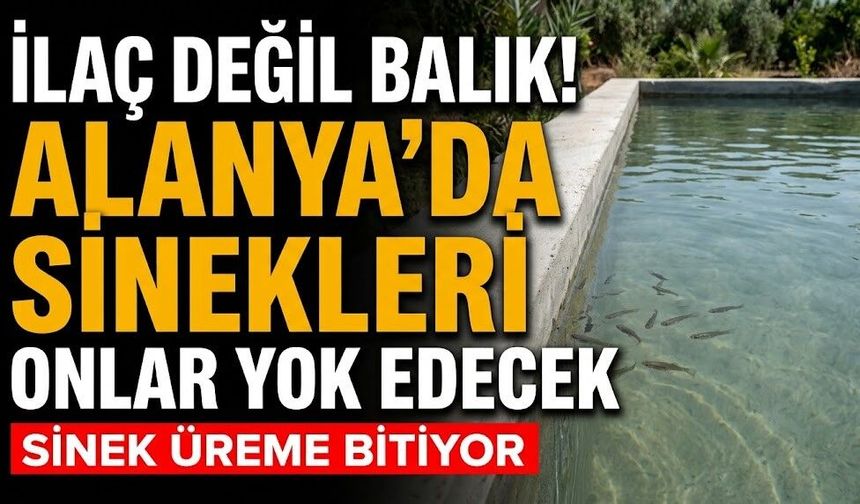 İlaç değil balık! Alanya sinekleri onlar yok edecek