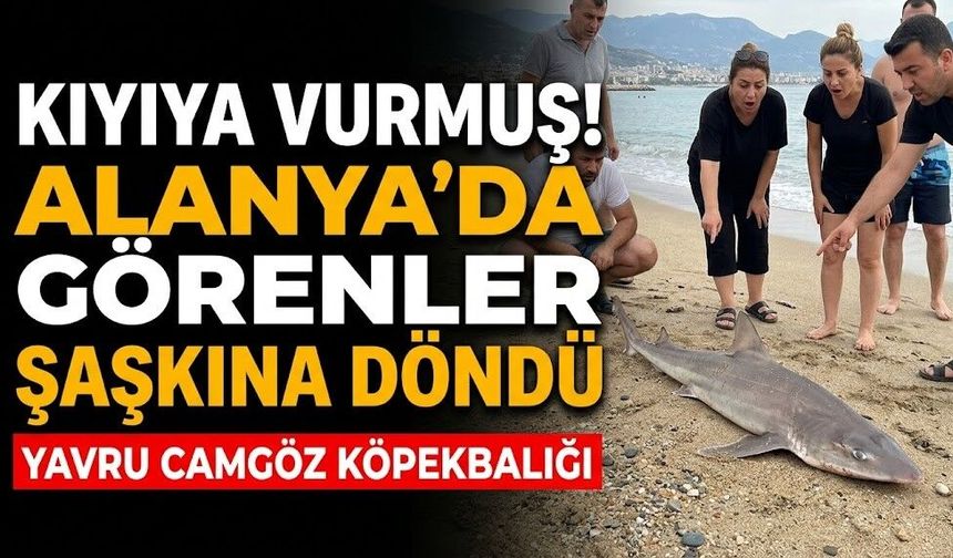 Kıyıya vurmuş! Alanya’da görenler şaşkına döndü