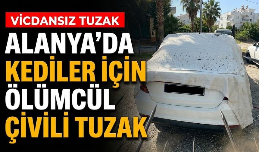 Alanya’da kediler için ölümcül çivili tuzak