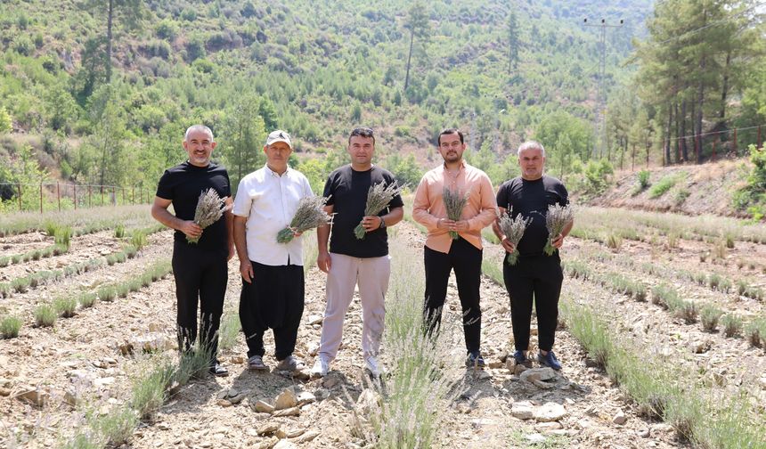 Alanya Belediyesi’nin lavanta bahçesinde ilk hasat yapıldı