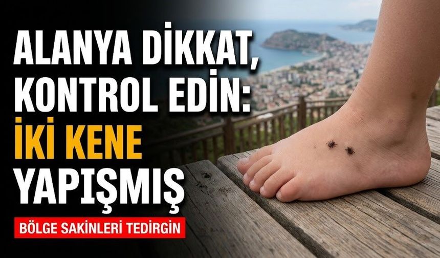 Alanya dikkat, kontrol edin: İki kene yapışmış