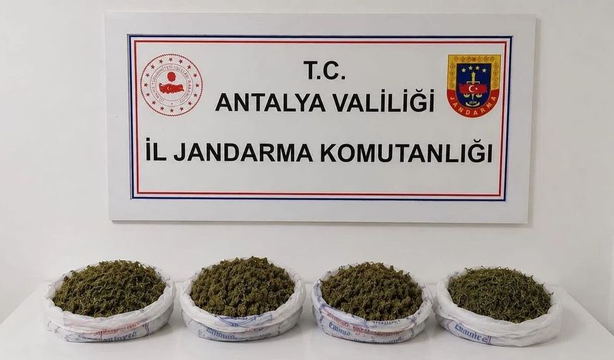 Alanya’da jandarma o adrese şok baskın yaptı