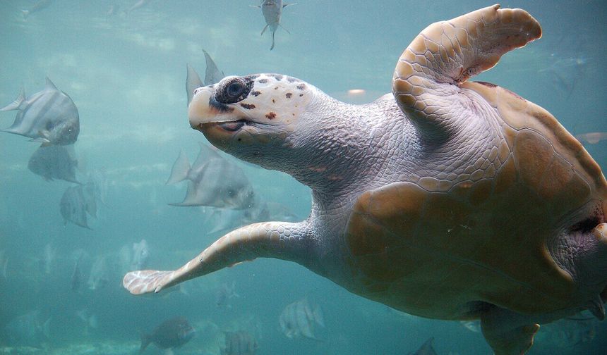 Çuvala dolanan caretta carettayı kaptan kurtardı