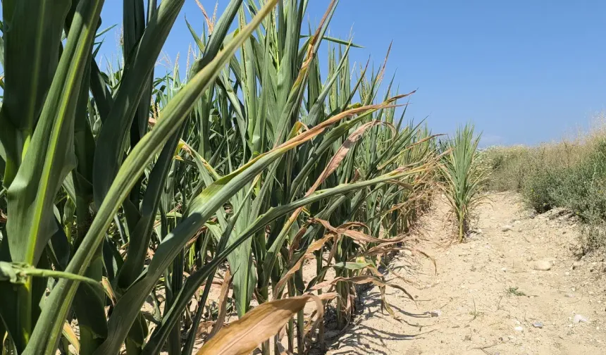 Alanya'da su ironisi: Çiftçi kuruyor, sular boşa akıyor