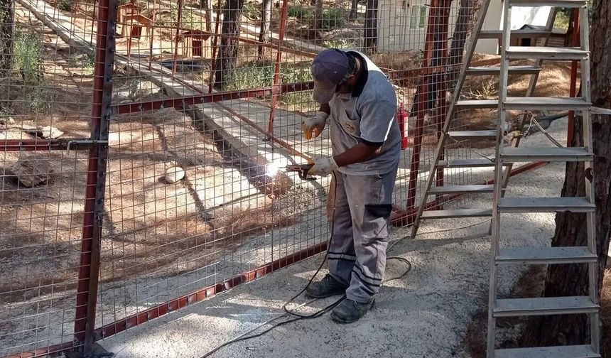 Alanya'da belediyeden barınak yanıtı: Doğal yaşam alanı büyüyor