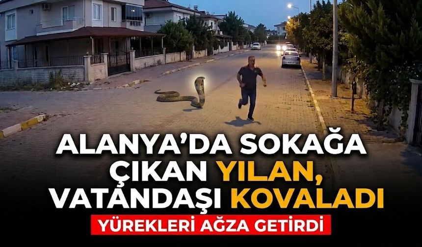 Alanya’da sokağa çıkan yılan, vatandaşı kovaladı