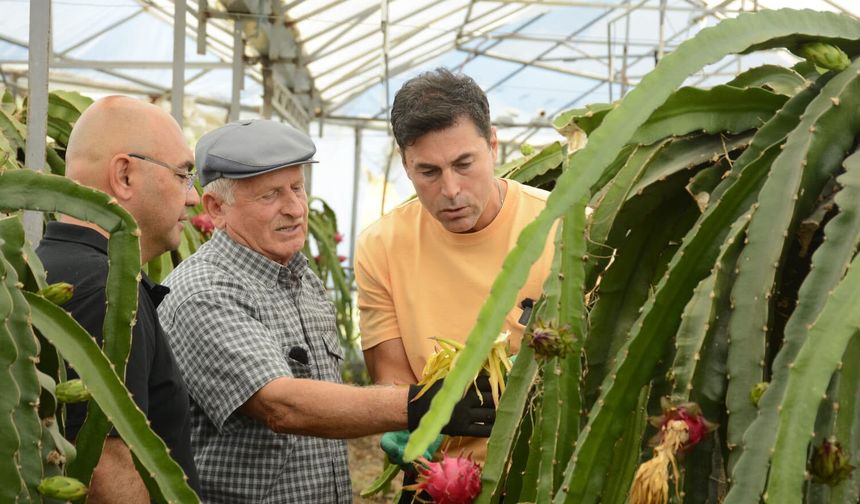 Alanya'nın tropikal zenginliği vitrine çıkıyor