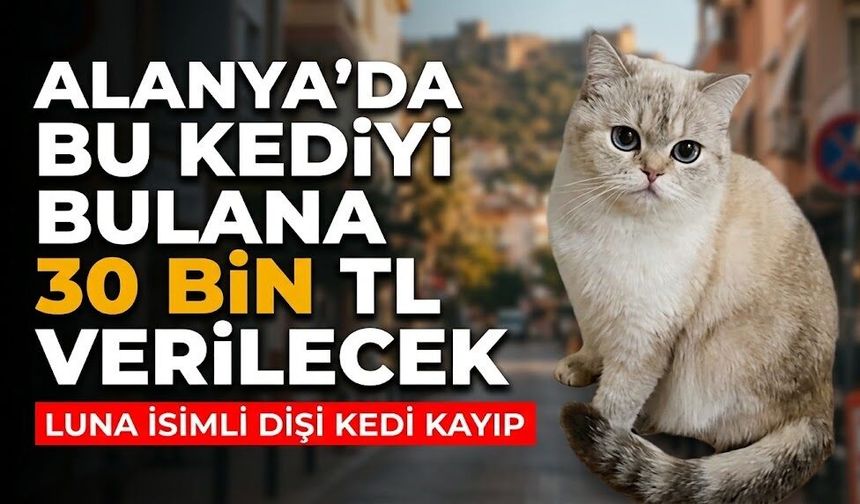 Alanya’da bu kediyi bulana 30 bin TL verilecek