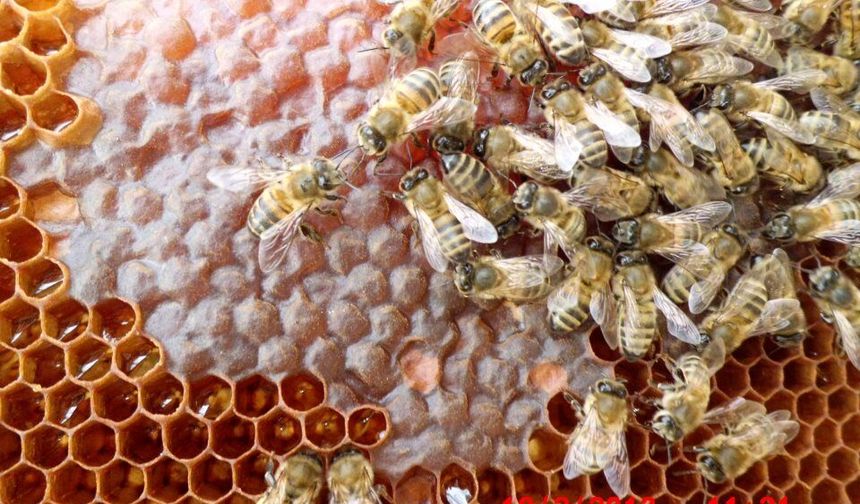Alanya'da arıcılara sıkı takip: Sahada bilgilendirme ve kontrol