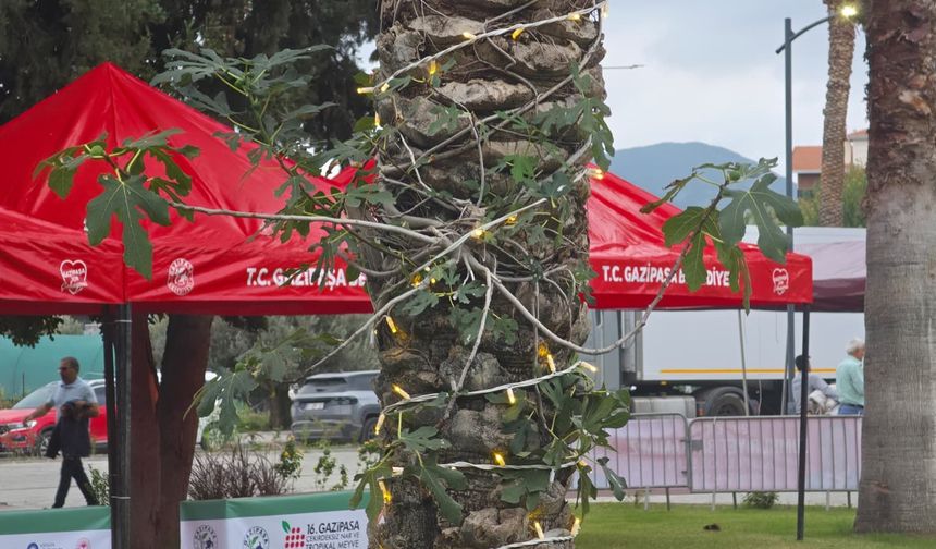 İncir ağacı, palmiye gövdesinde hayat buldu