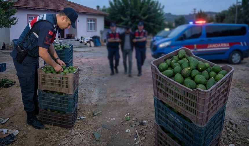 Rahatlığın böylesi: 103 avokado çalıp evinde yakalandı