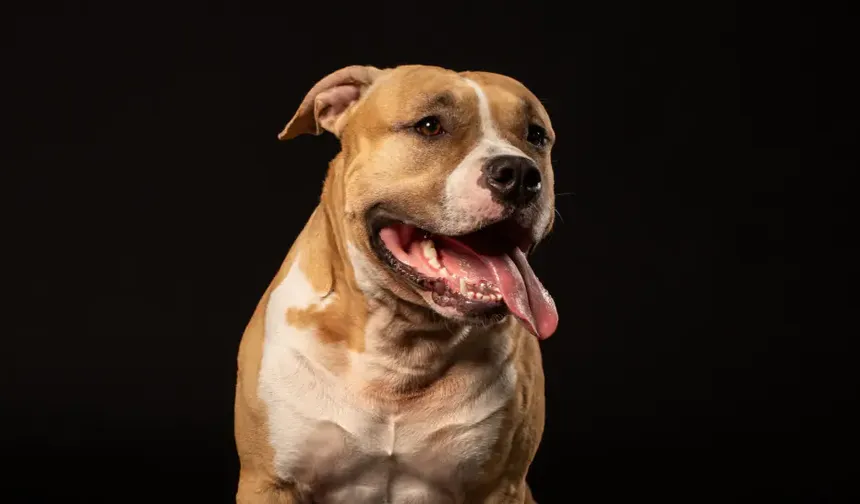 Antalya’da Pitbull için ekipler harekete geçti