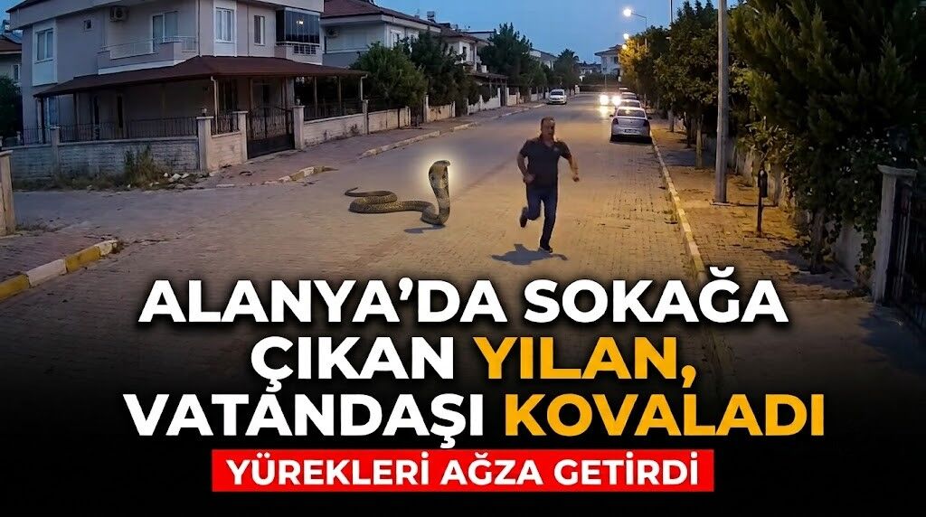 Alanya’da sokağa çıkan yılan, vatandaşı kovaladı